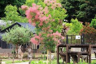 見頃の植物情報(平成30年5月29日)
