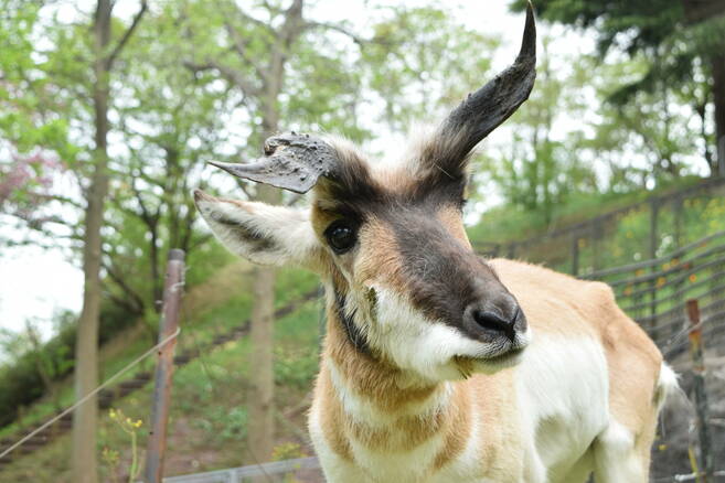 アメリカに行ってきました~グランドティトン国立公園編~の写真