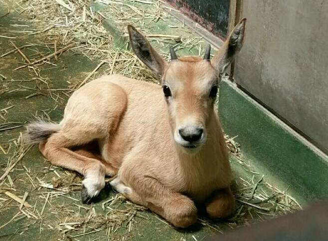 子鬼ナキちゃんの写真