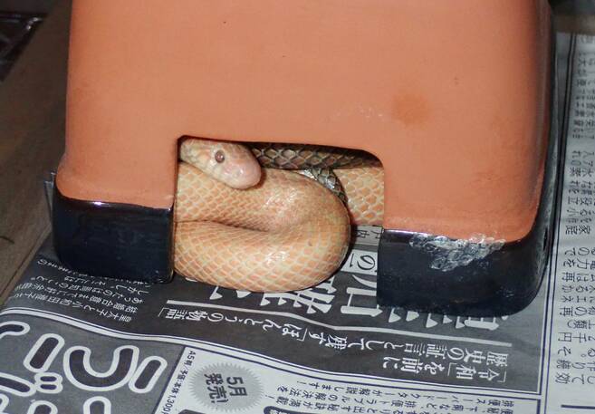 繁殖シーズン始まる その①の写真