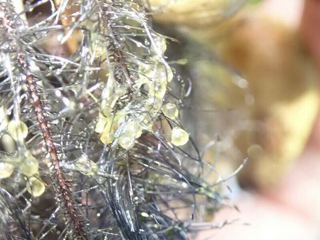 いきもの館の繁殖ラッシュ ~ミナミメダカ~の写真