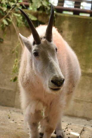 SWご長寿動物ガイド~シロイワヤギ編~