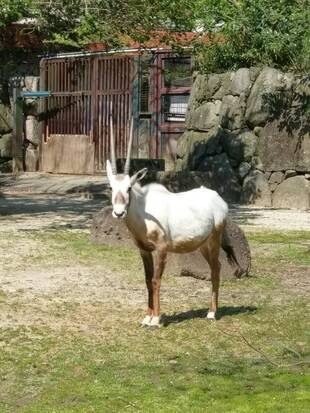 Happy birthday to ナキ!!