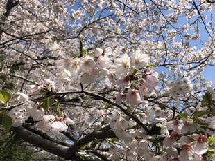 4月2日のソメイヨシノ開花情報