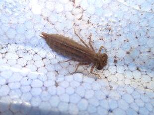 金沢自然公園で水の生き物を調査してみた