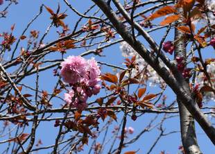 4月10日のソメイヨシノ開花状況