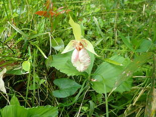 若葉の萌える頃