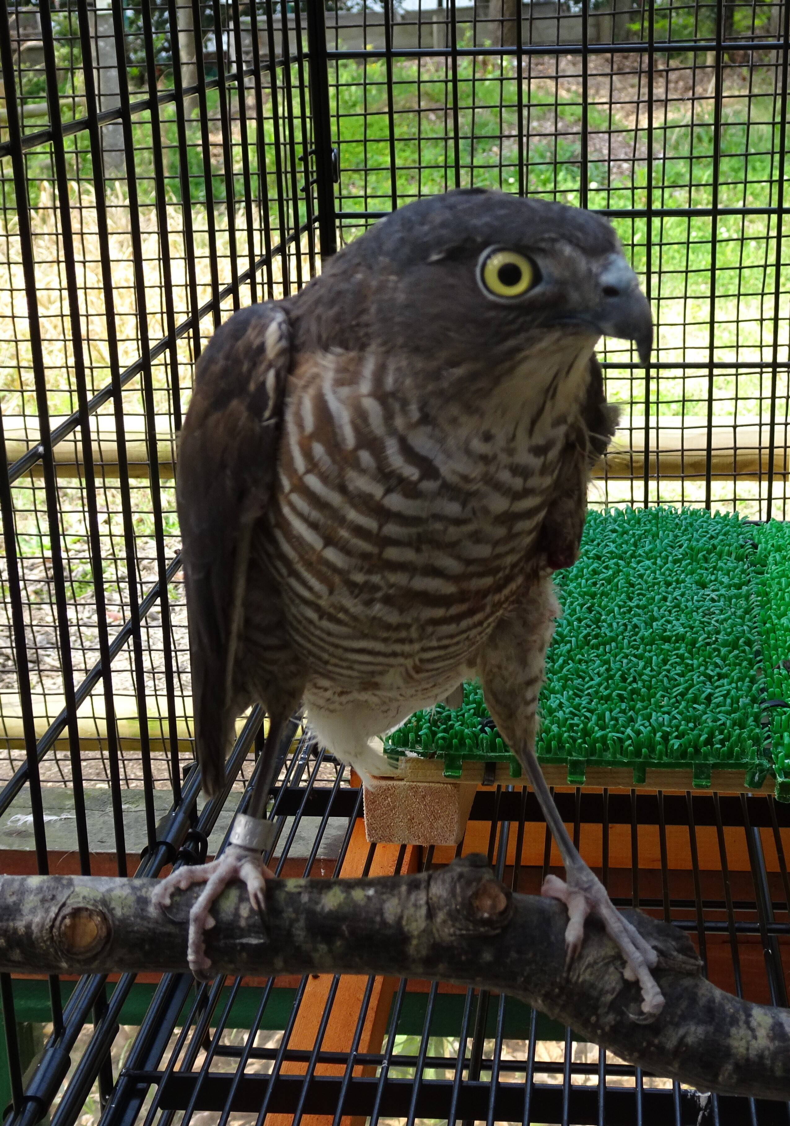 傷病鳥獣展示場~ツミ編~の写真