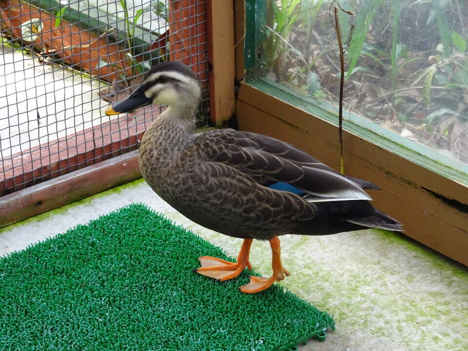 傷病鳥獣展示場~カルガモ編~の写真