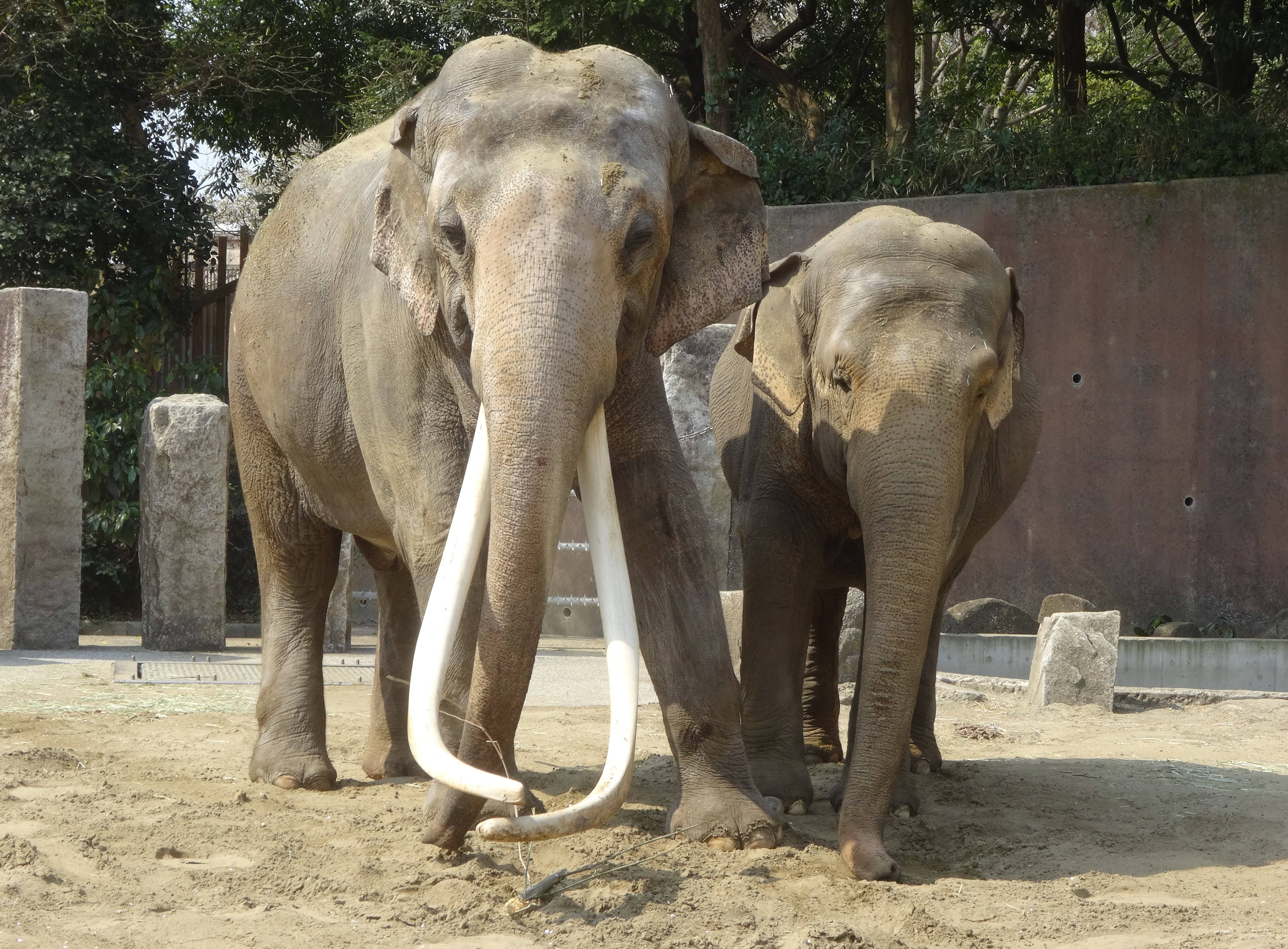 【神奈川県在住限定】金沢動物園飼育体験参加者募集!(10/14 0:00~10/31 23:59)の写真