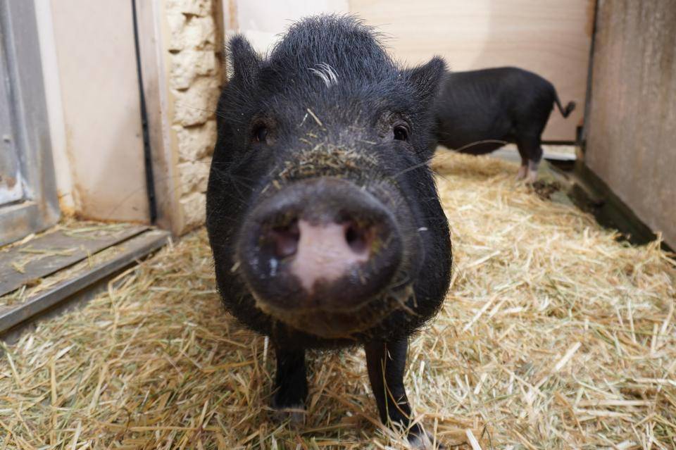 ご覧いただけない動物・施設の写真