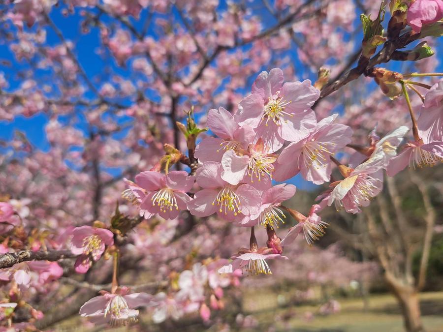 🌸金沢動物園・金沢自然公園の桜開花情報【2025年3月1日】の写真