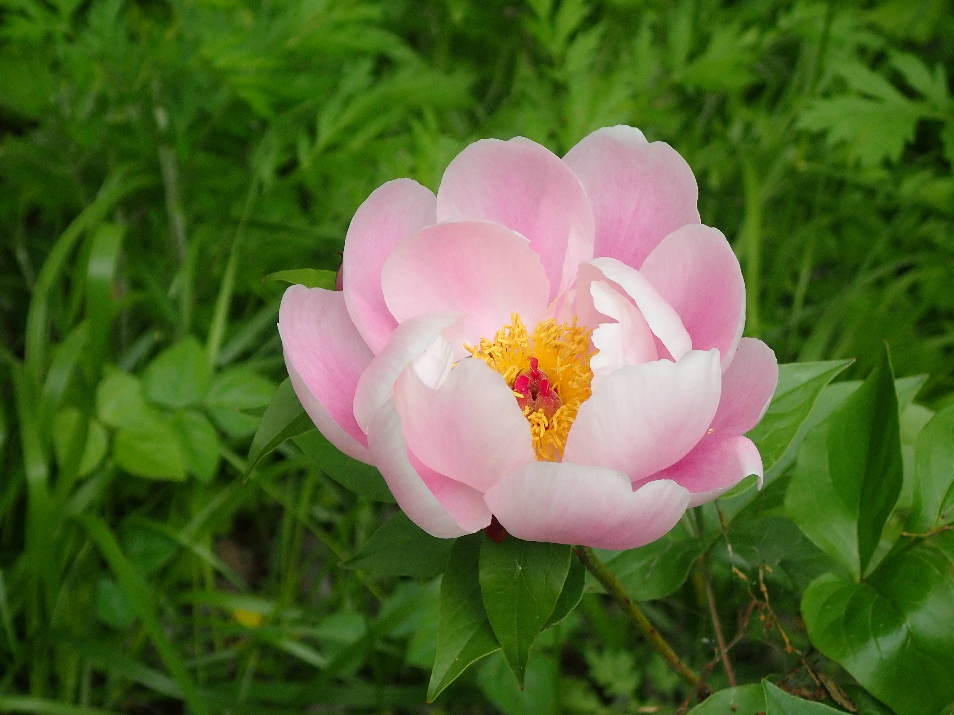 季節の花情報 令和7年5月中旬の写真