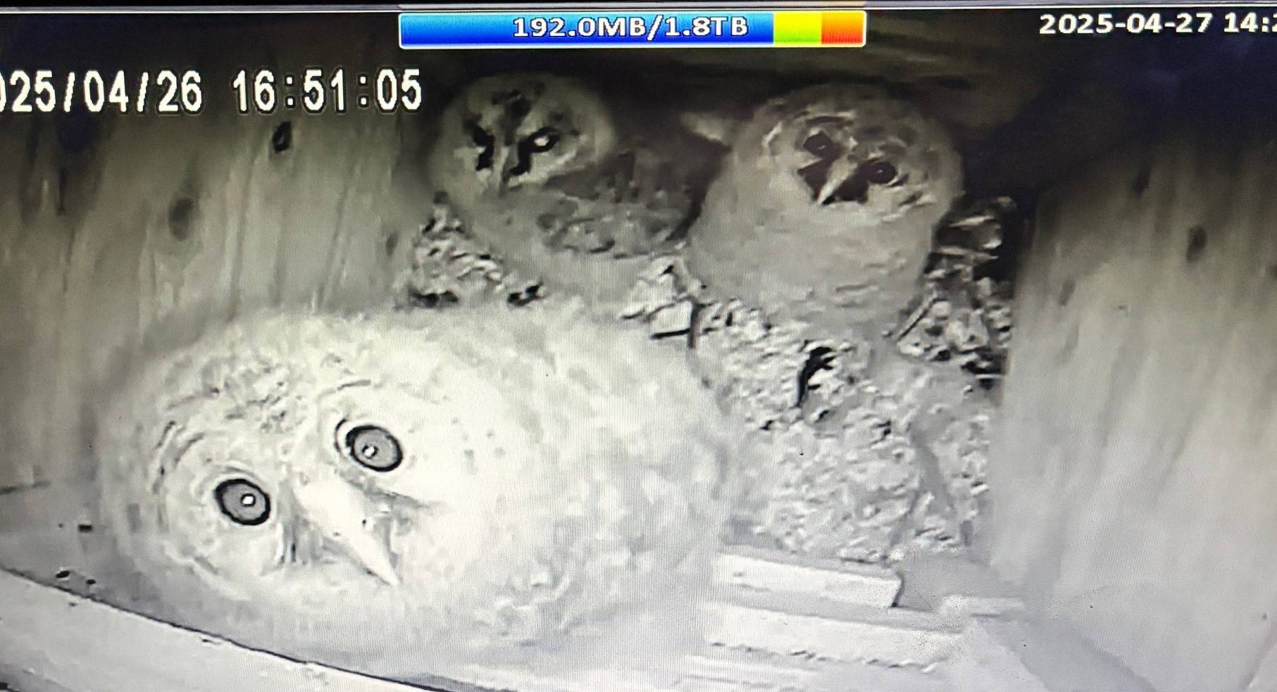 フクロウ続報☆全羽無事に巣立ちました!!の写真