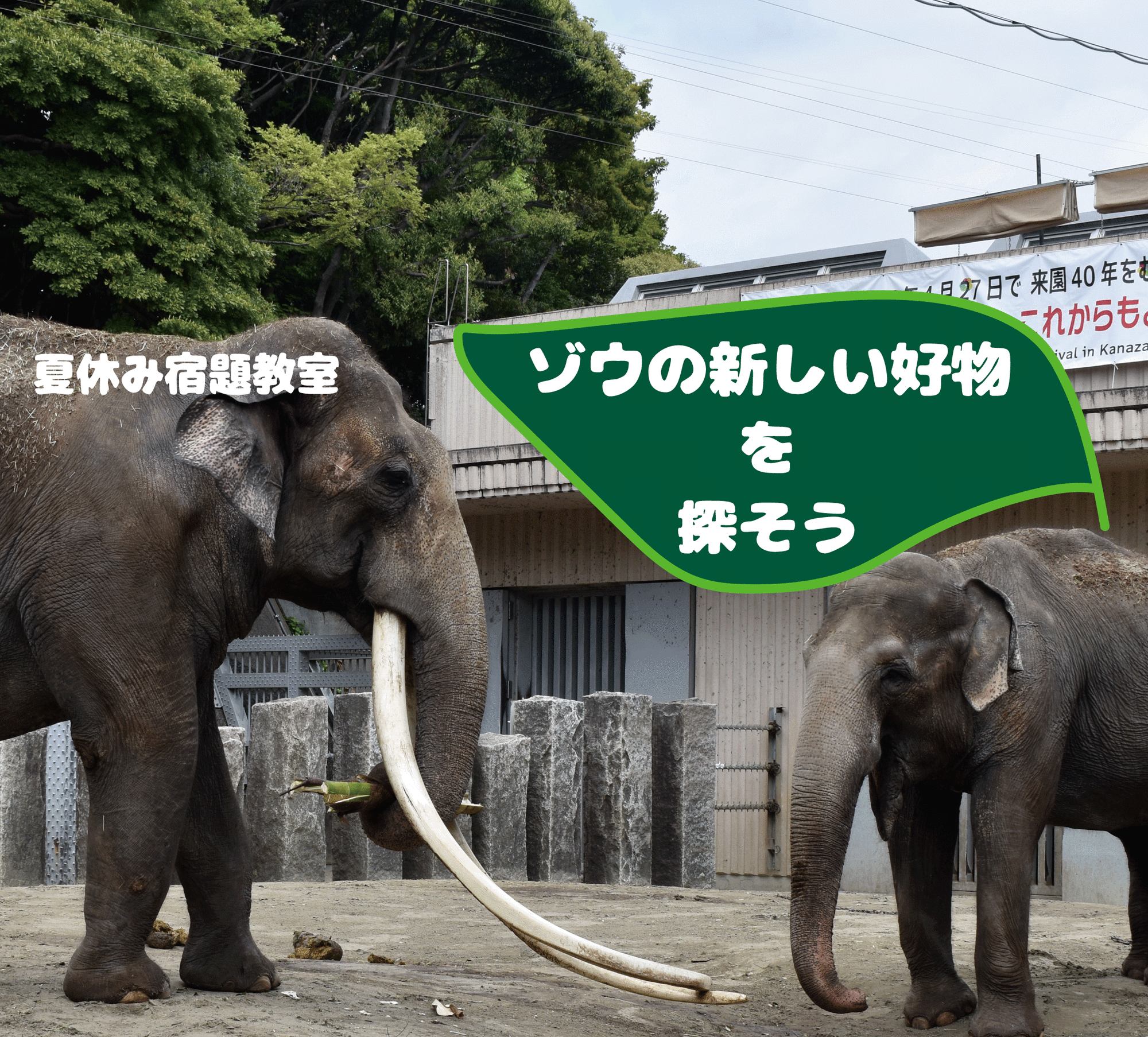 夏休み宿題教室「ゾウの新しい好物を探そう」の写真