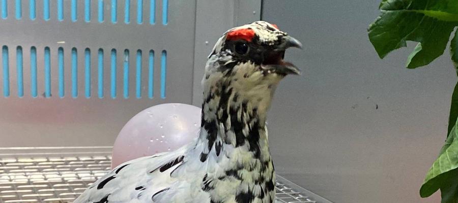 ニホンライチョウの来園と死亡についての写真