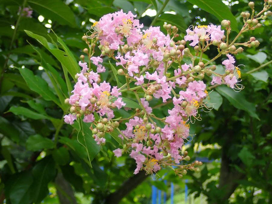 季節の花情報 令和7年8月上旬の写真
