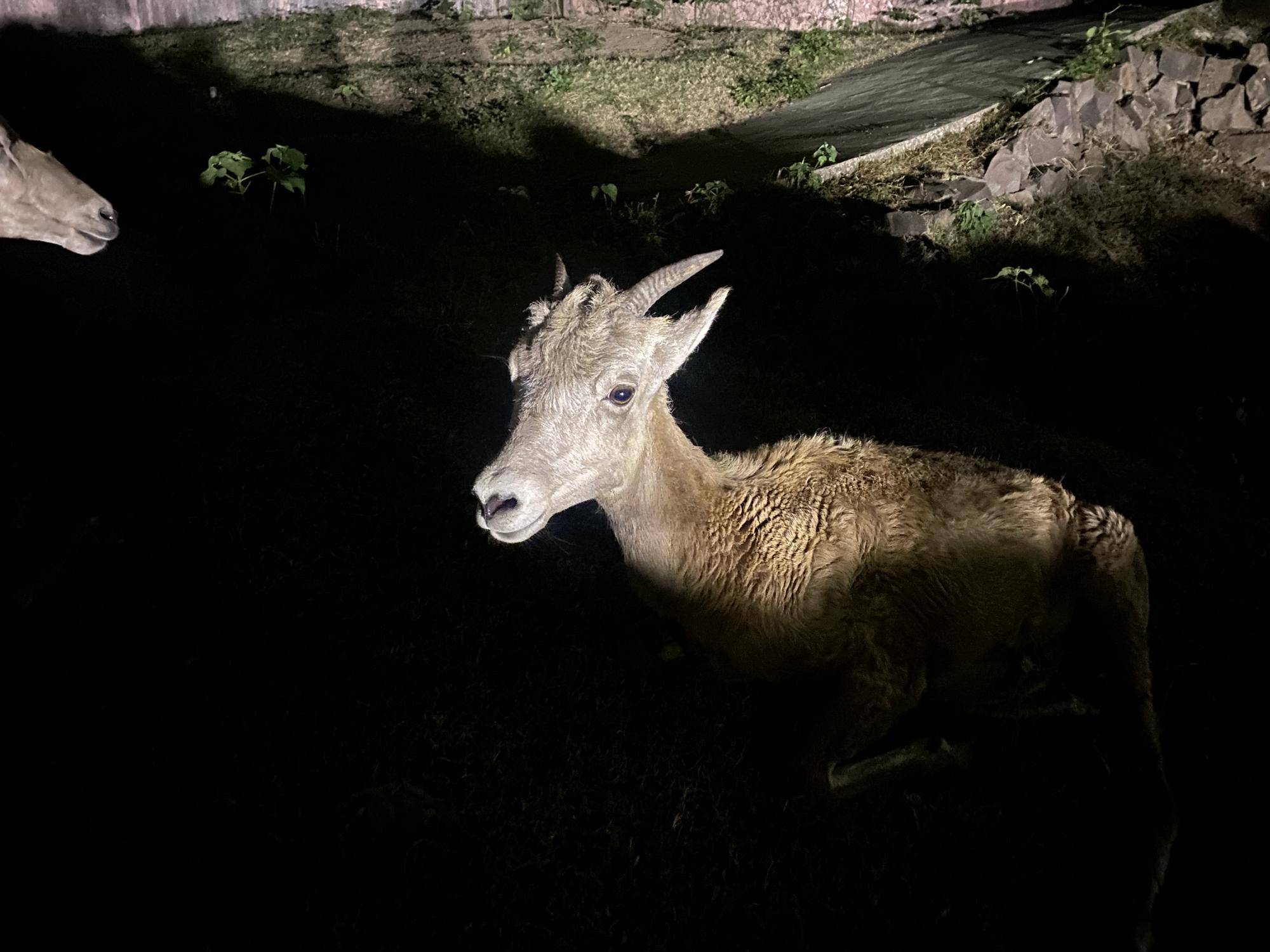 ナイトもあと少しの写真