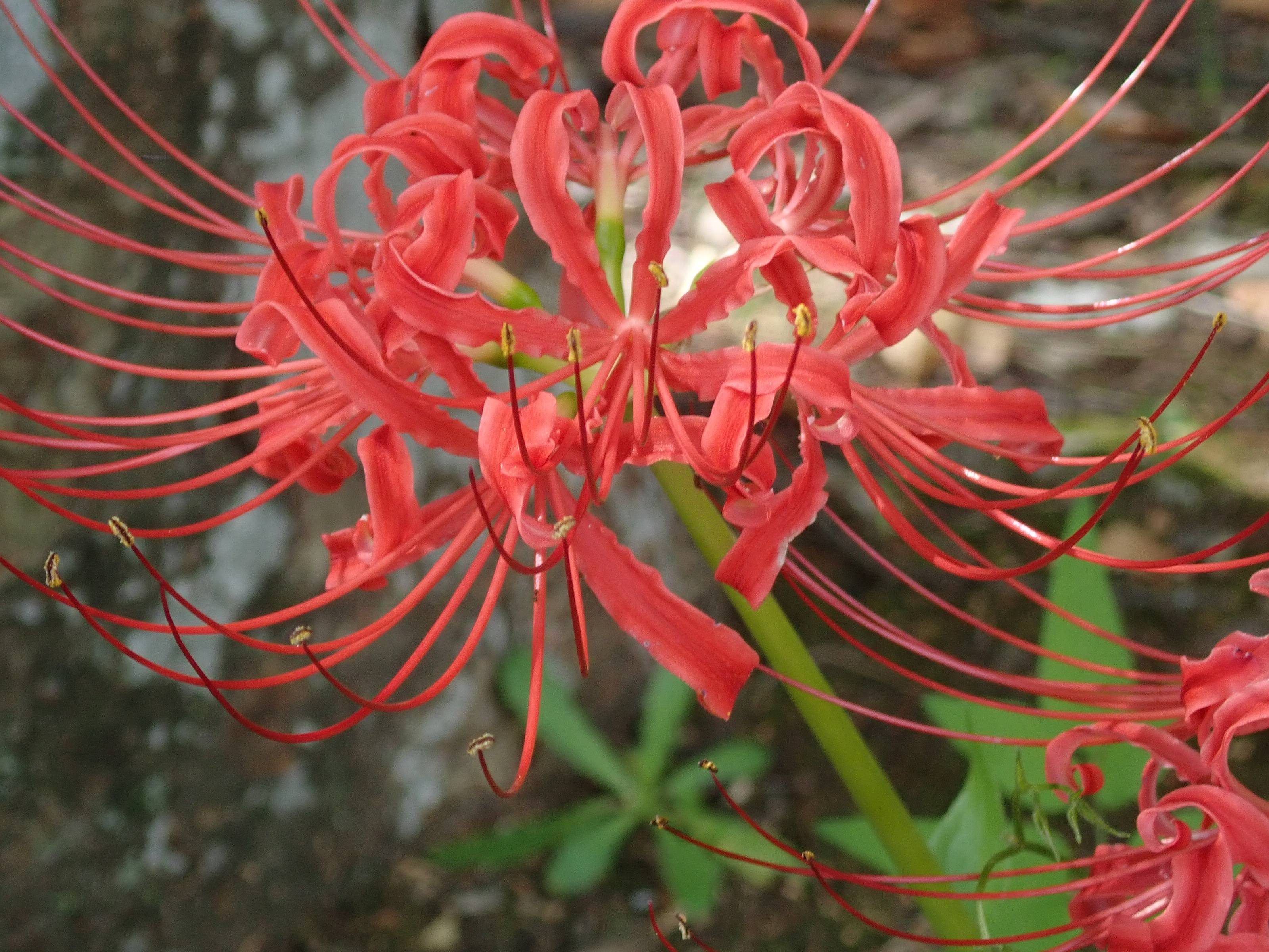 【植物】季節の花情報 令和7年10月上旬の写真