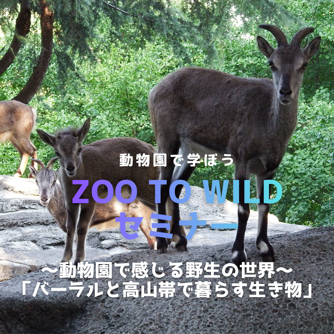【参加者募集】Zoo to Wild セミナー~動物園で感じる野生の世界~「バーラルと高山帯で暮らす生き物」の写真