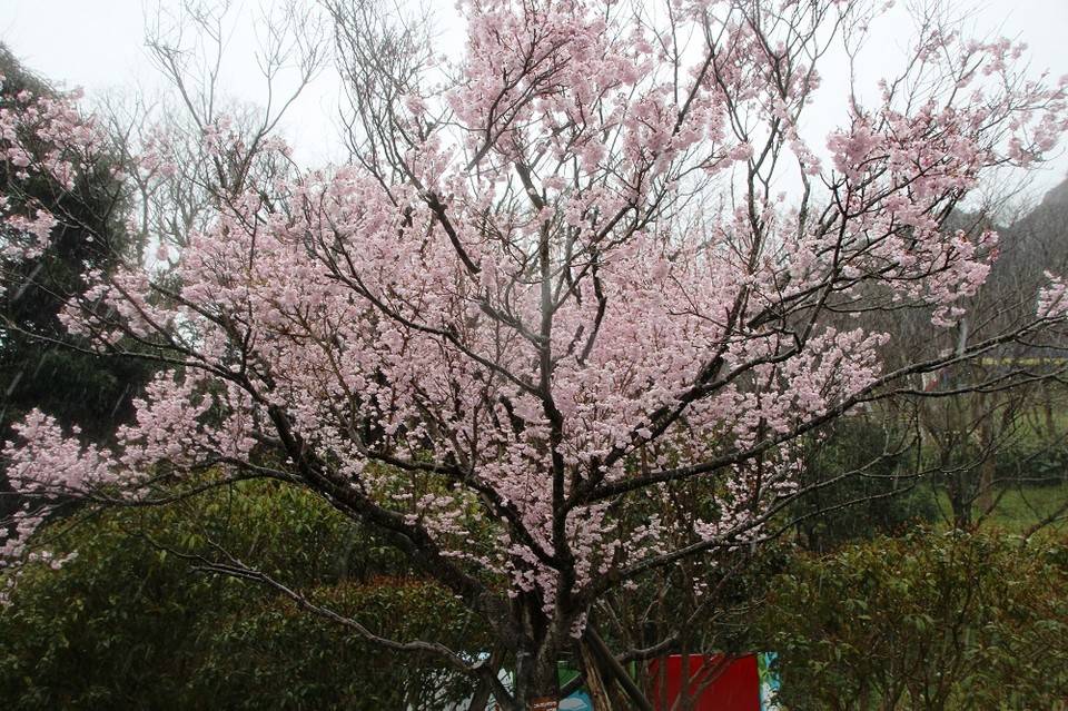 コヒガンザクラ.jpg