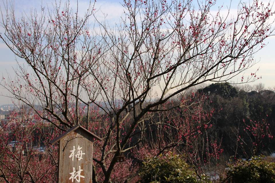 IMG_6623.jpg