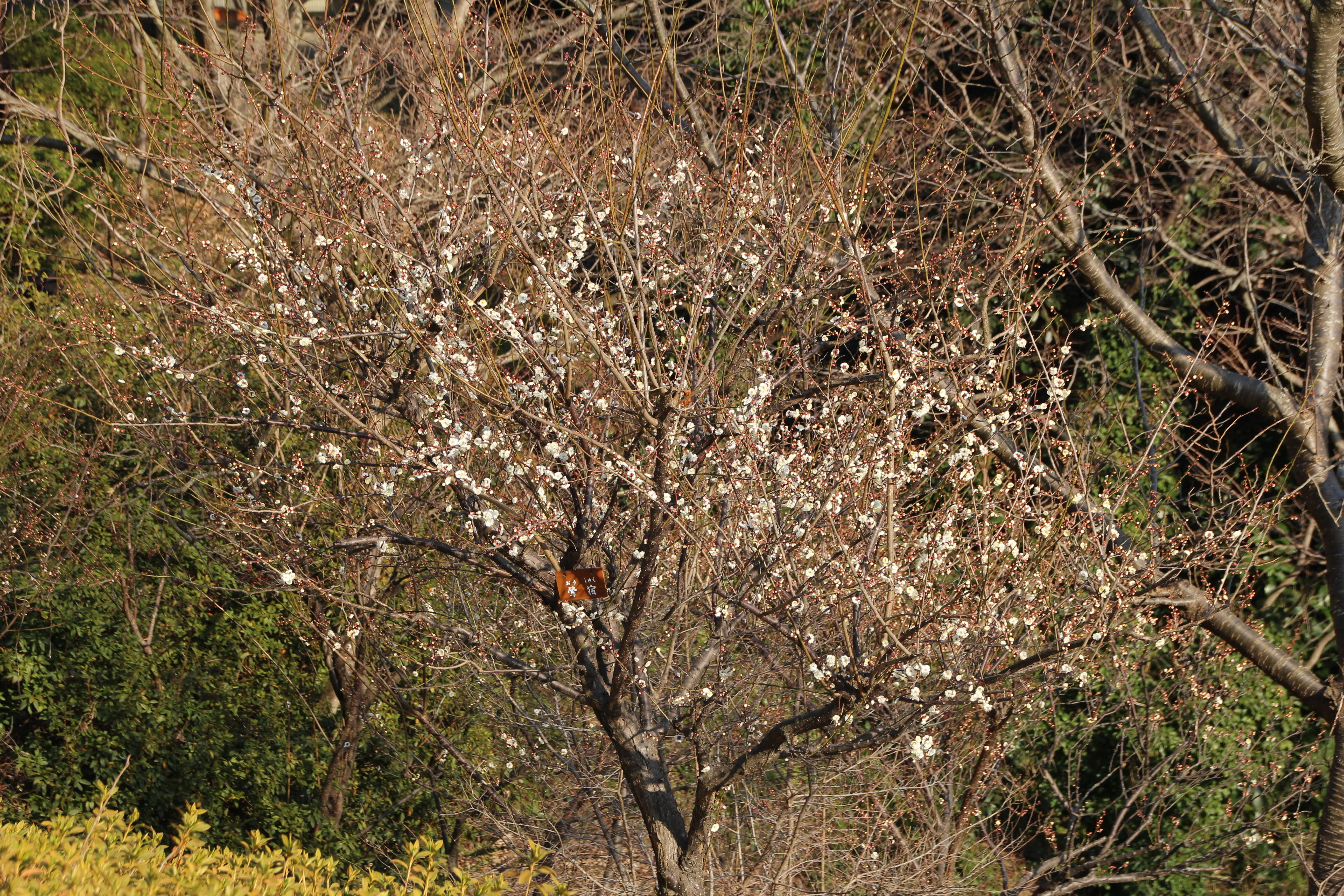 IMG_6630.jpg