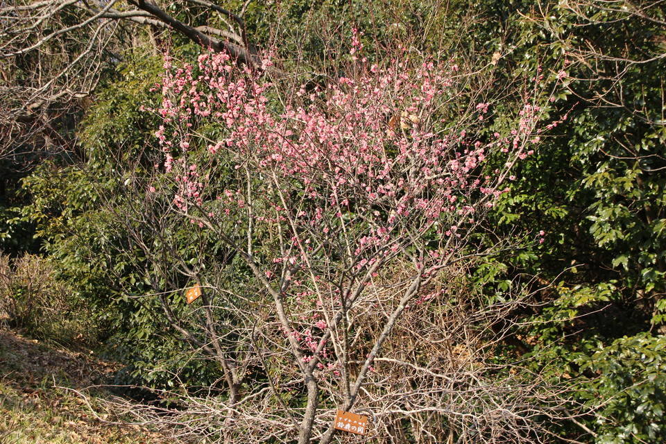 IMG_6631.jpg