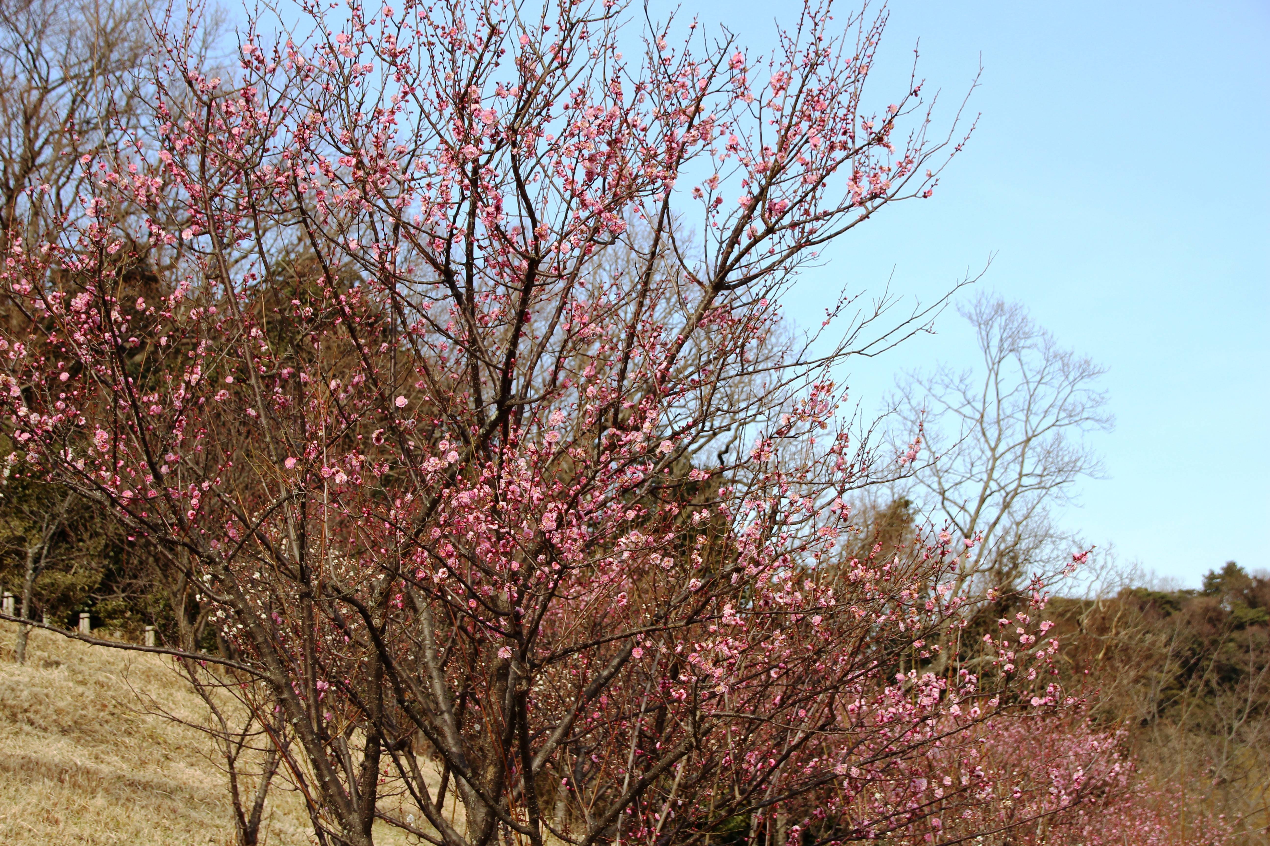 IMG_6655.jpg