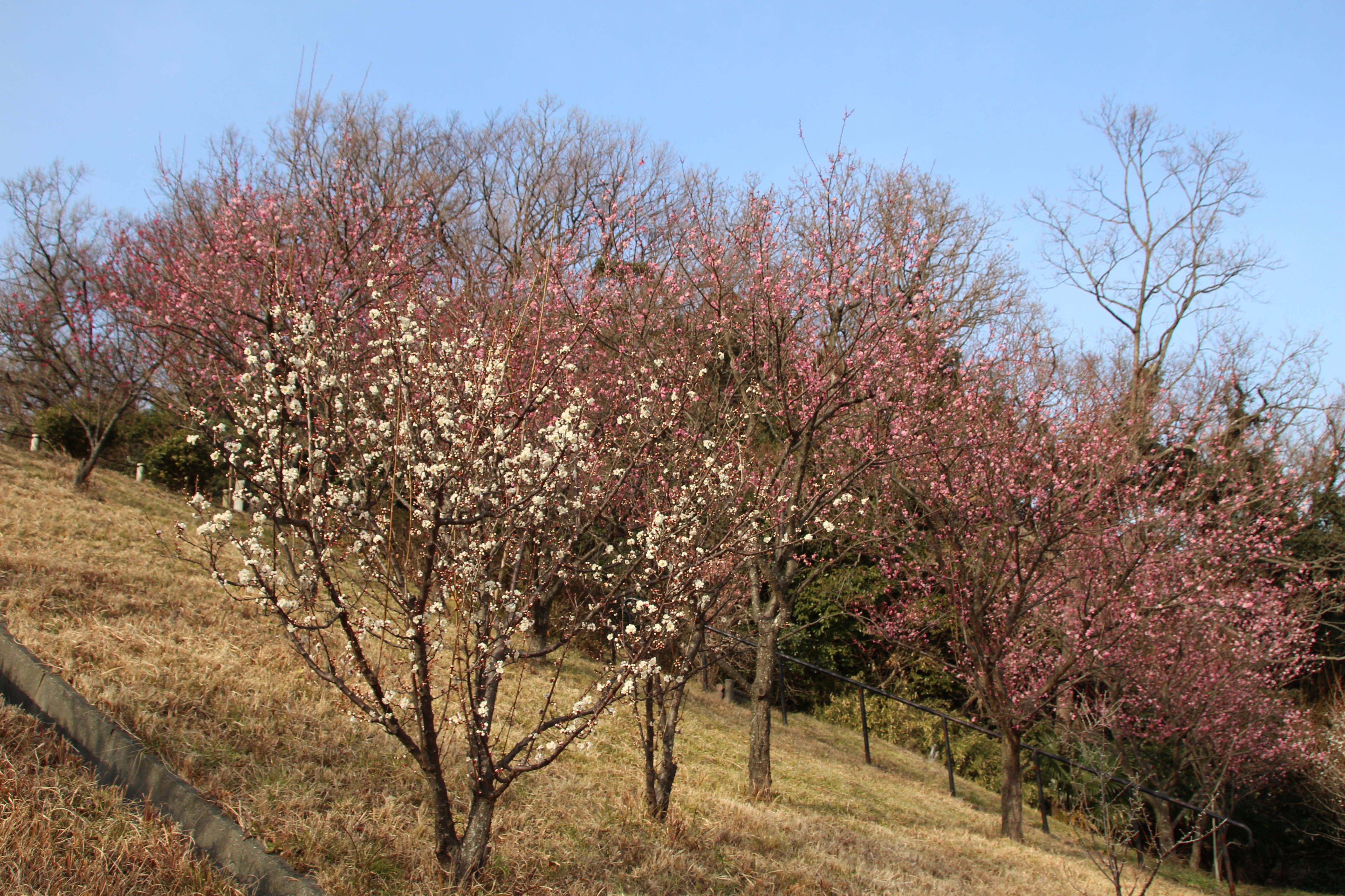 IMG_6656.jpg