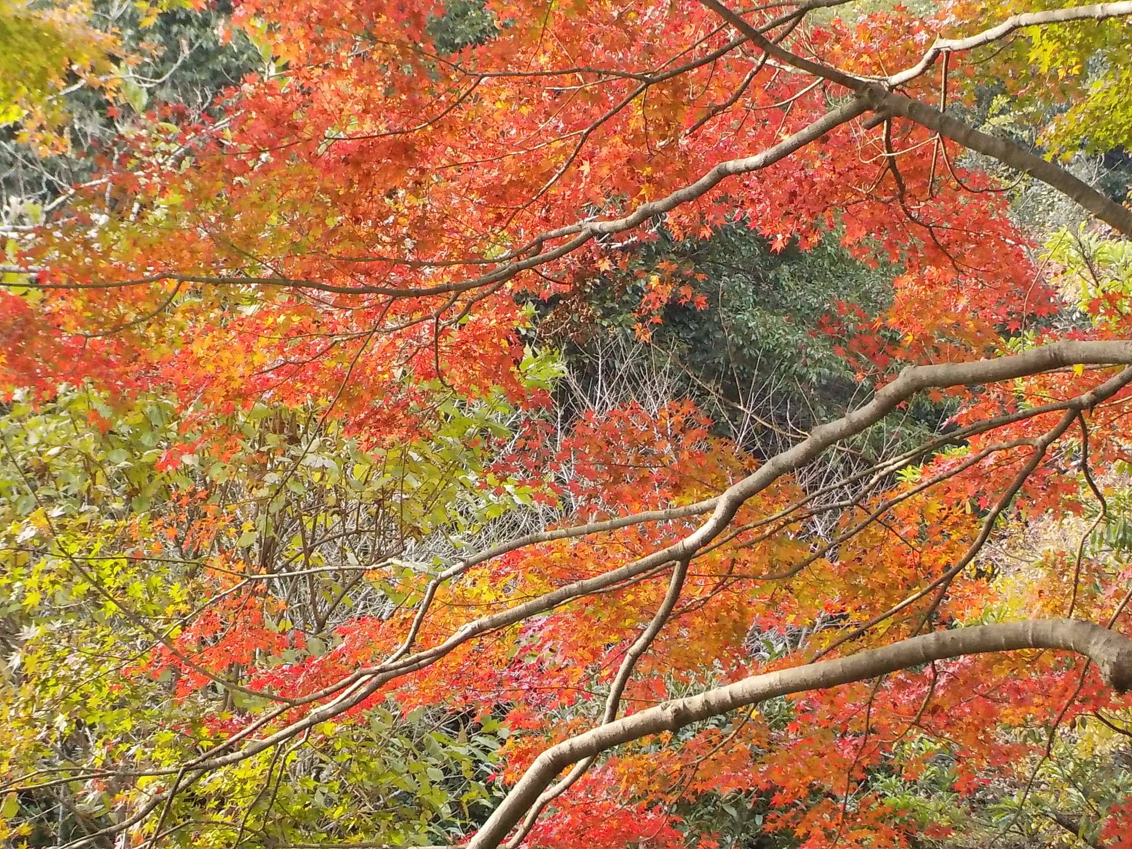 カエデの紅葉 花情報 金沢動物園公式サイト 公益財団法人 横浜市緑の協会