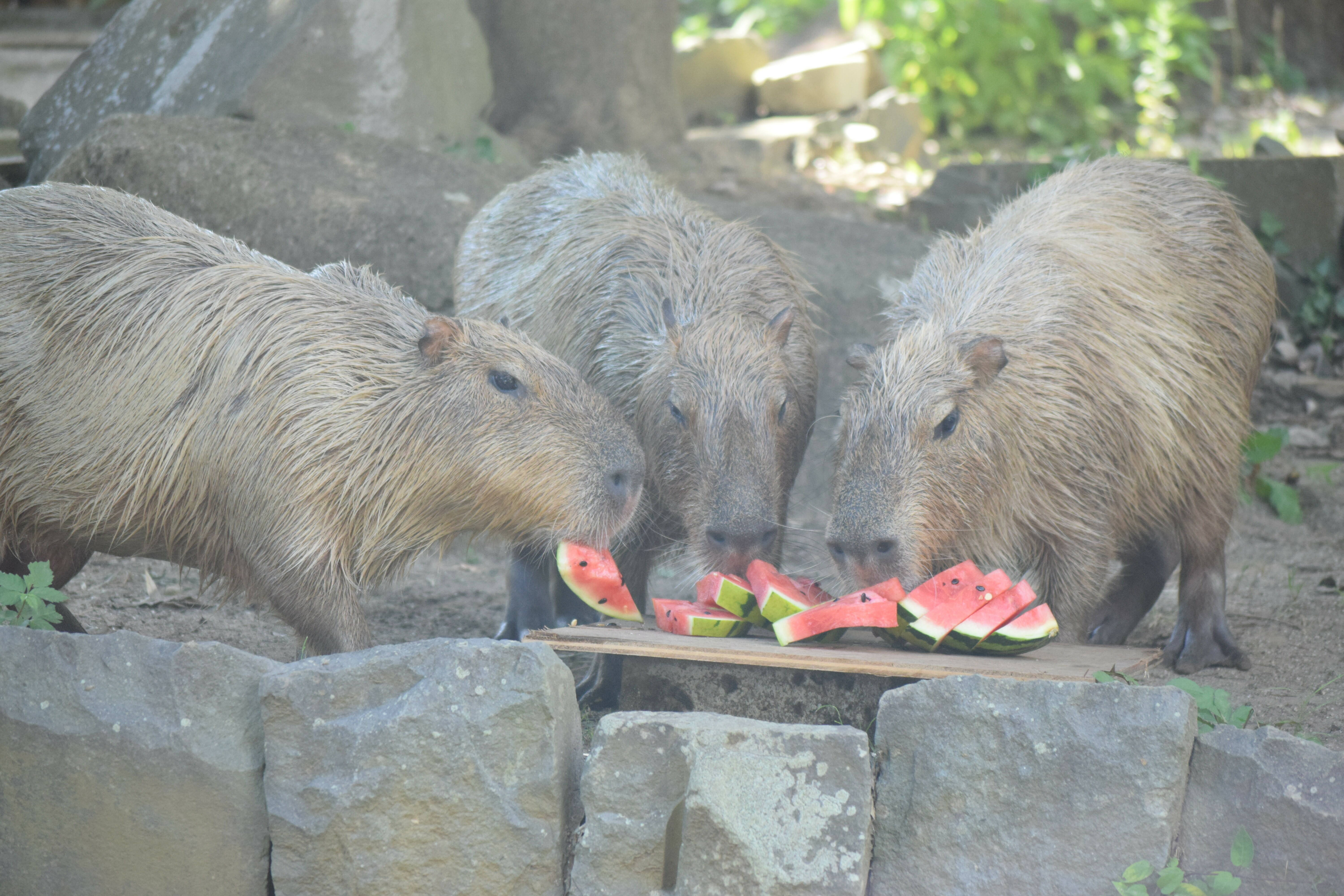 7 スイカ食べる.jpg