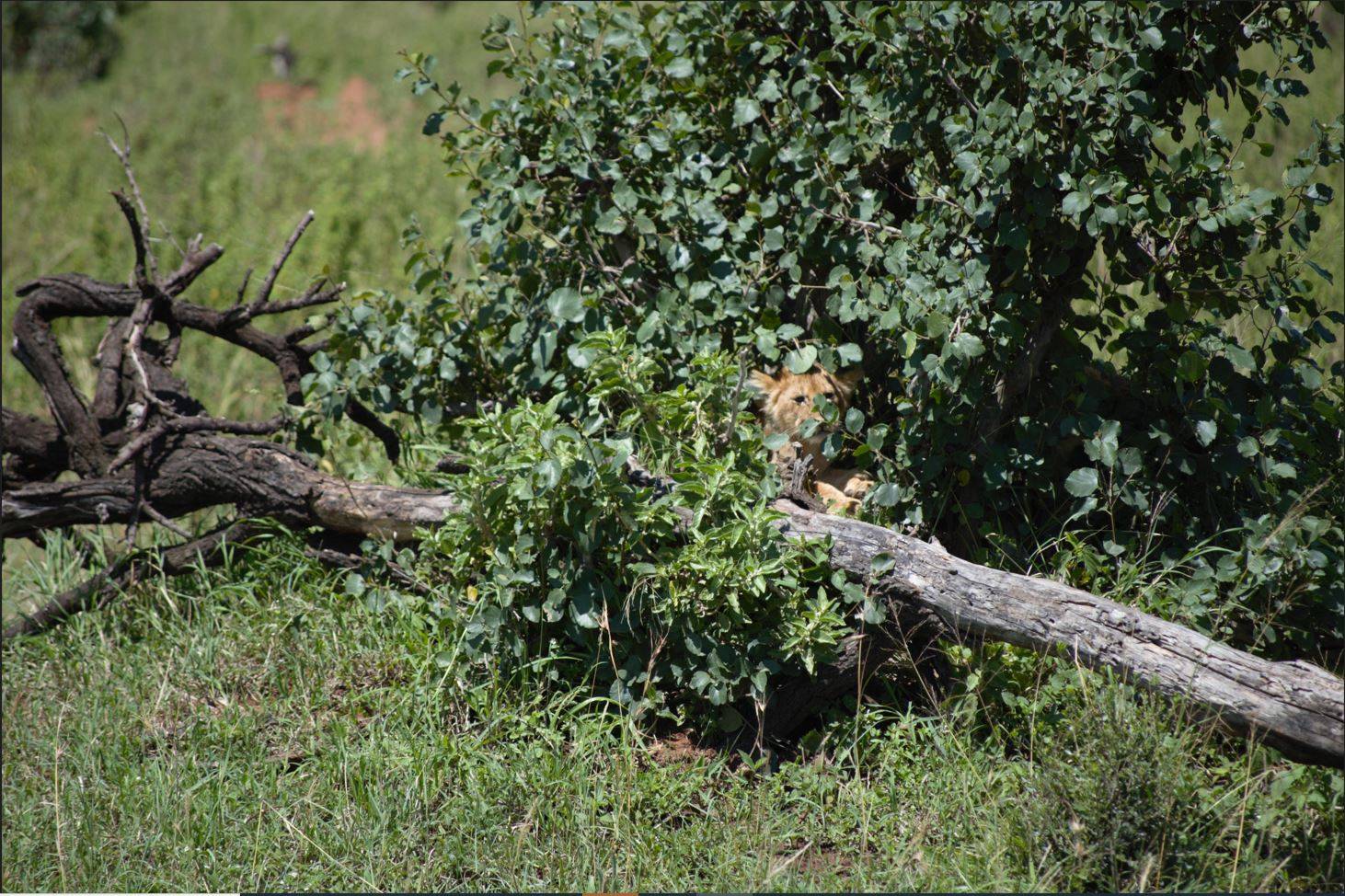 ⑧茂みで動く仔ライオン.jpg