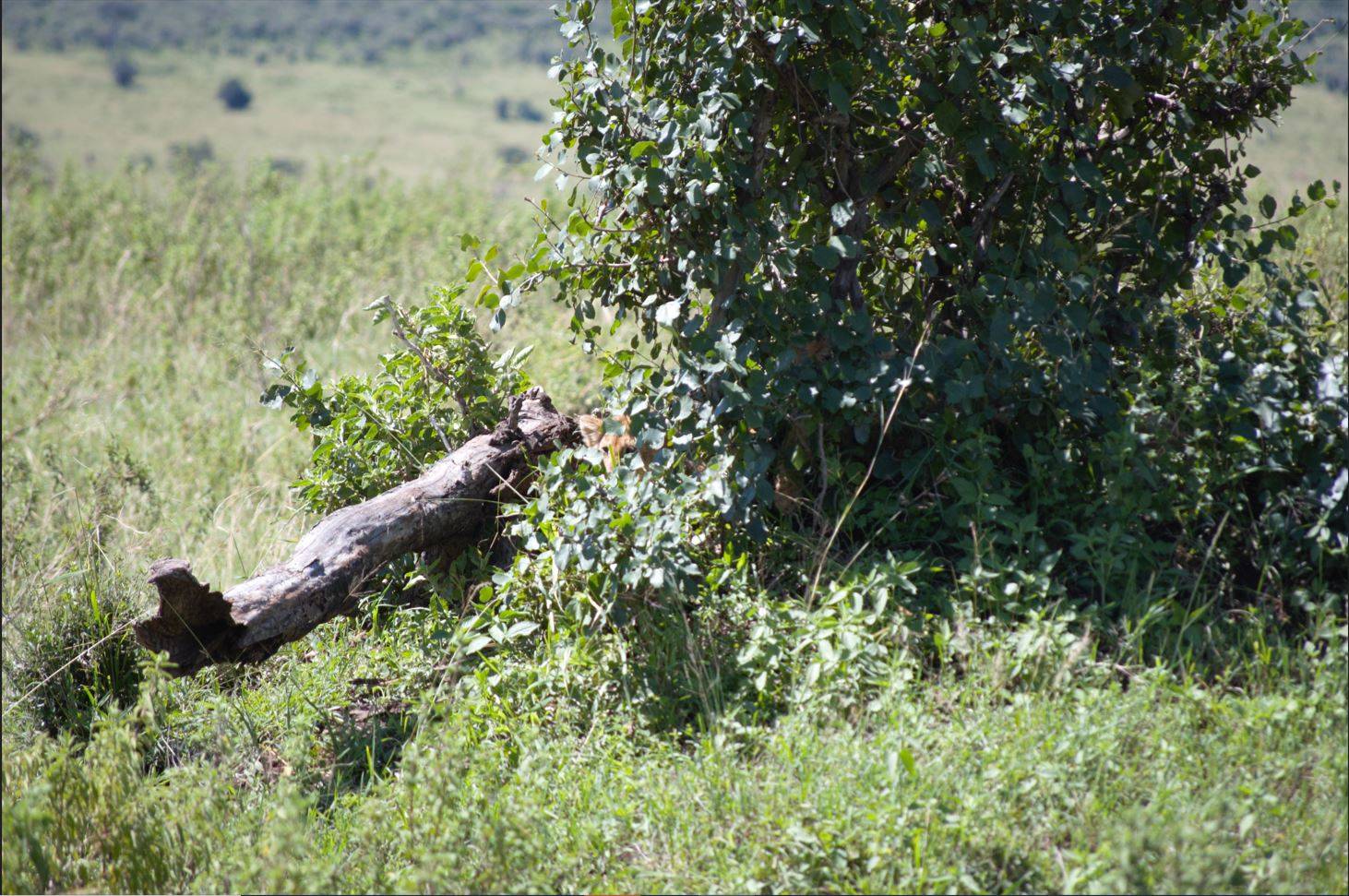 ⑦茂みの中の仔ライオン .jpg