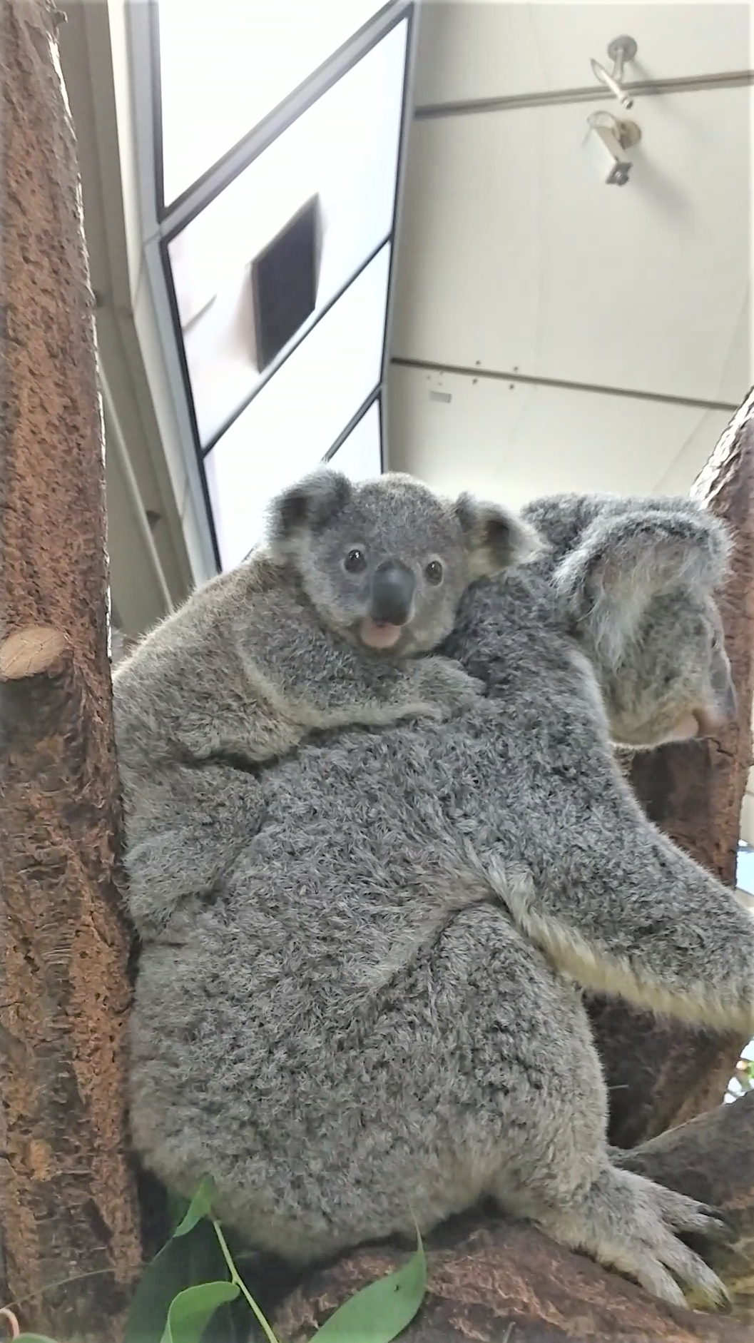 ひなぎく 写真明るめ修正.png