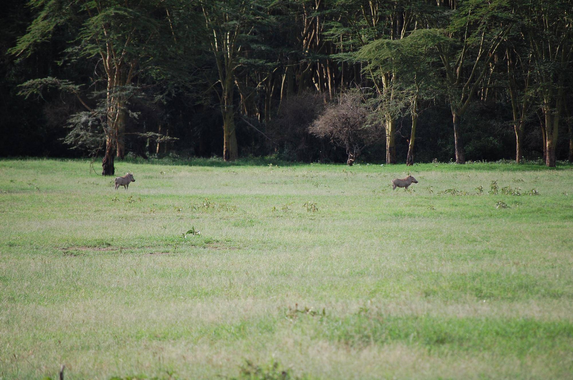 ②イボイノシシ.jpg