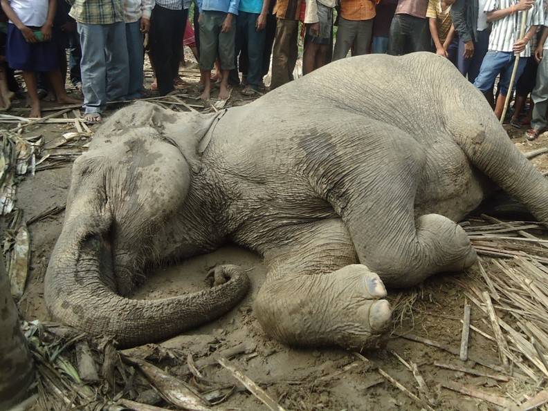 殺されたゾウ.jpg