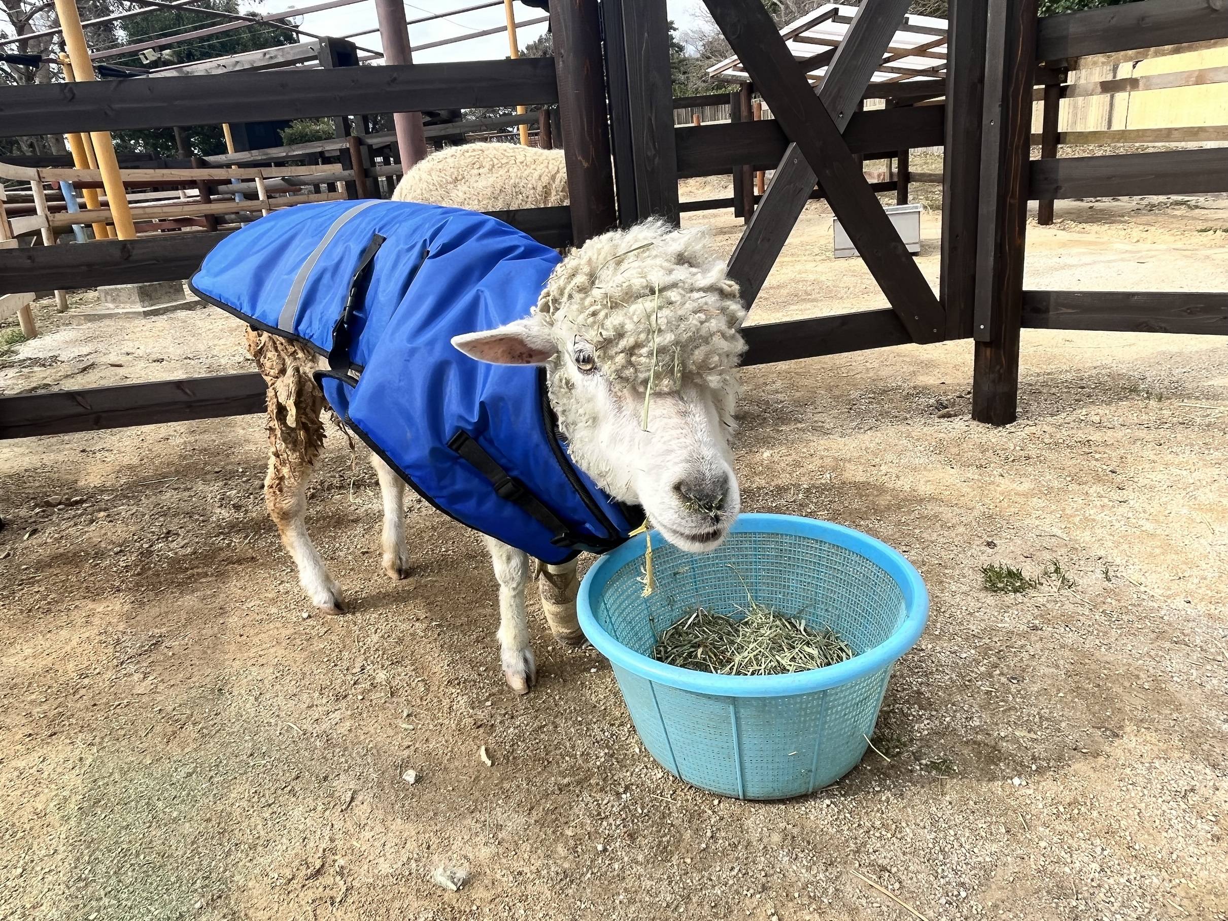 ⑥ポポ 写真.jpg