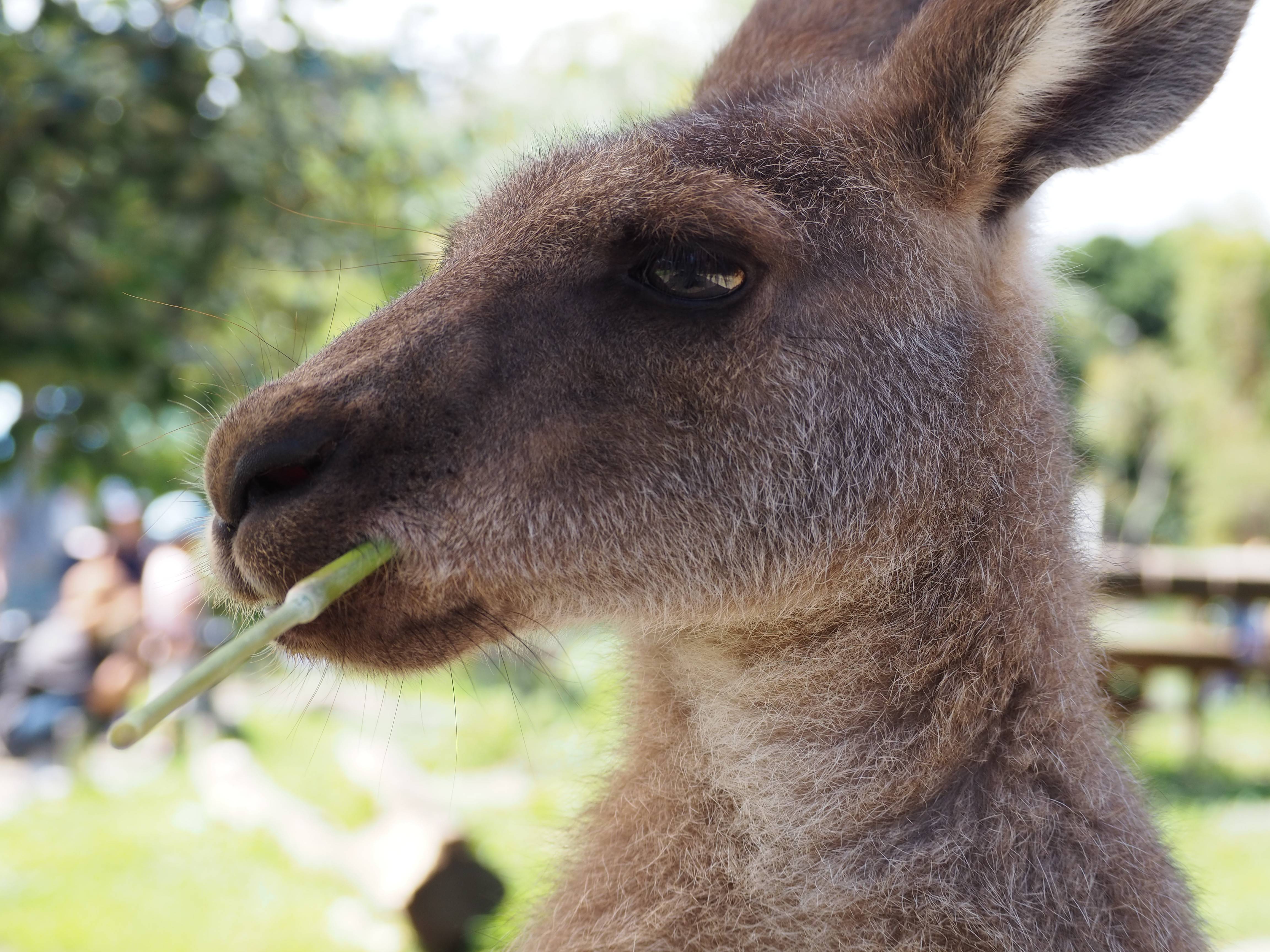 一緒にカンガルーの名前を覚えよう ⑧カエデ編③.jpg