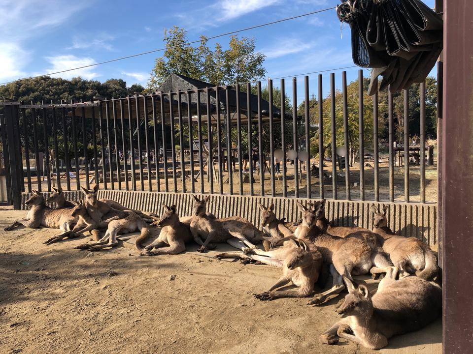 カンガルーのオス展示場.jpg