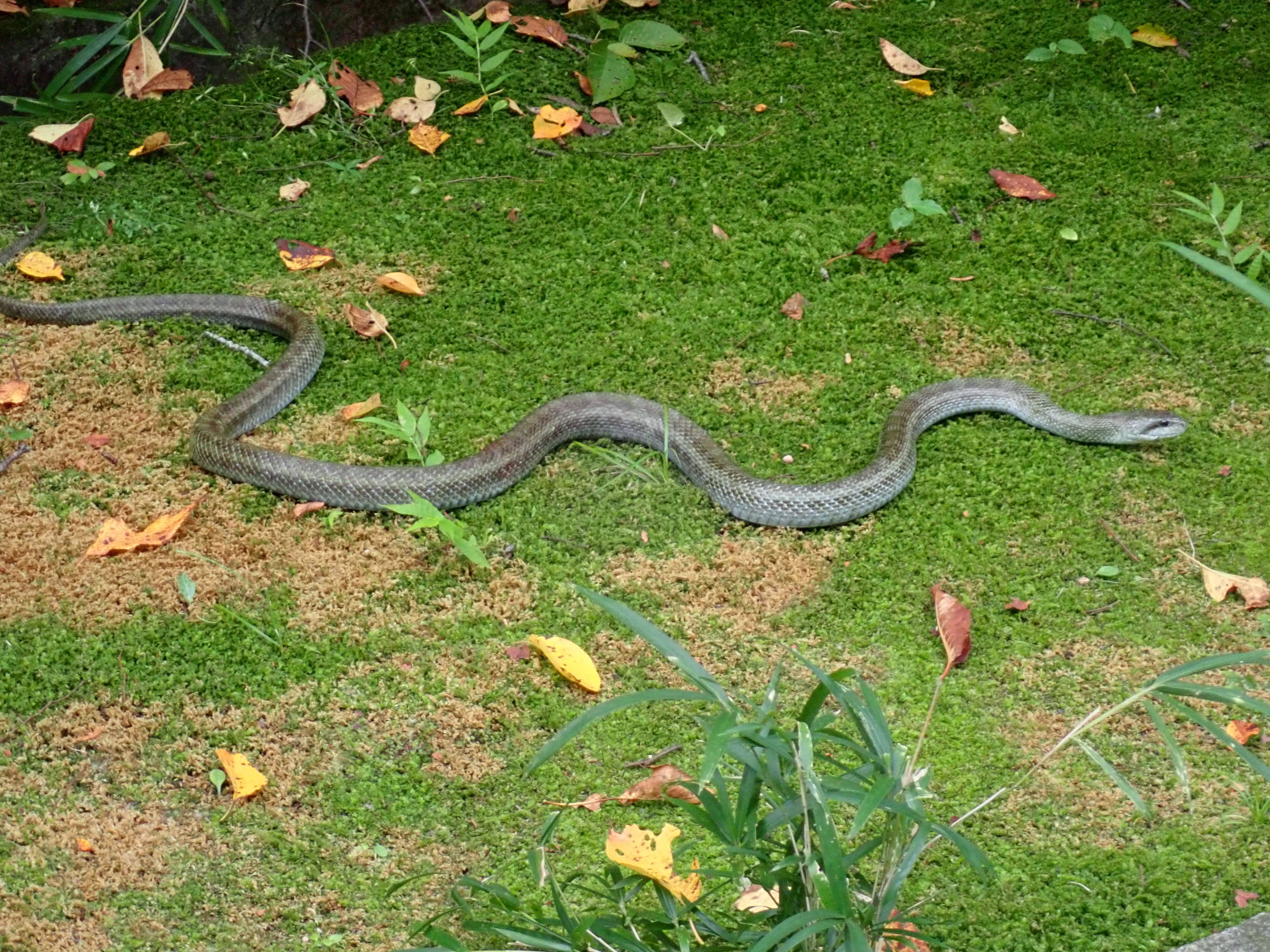 ヘビもいろいろ 金沢動物園 アオダイショウ ニホンマムシ ちっちゃないきものたち 金沢動物園公式サイト 公益財団法人 横浜市緑の協会