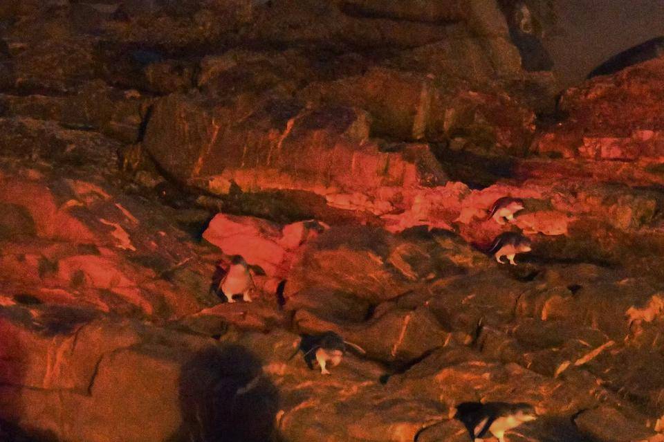 写真⑤ 帰ってきたフェアリーペンギン.jpg