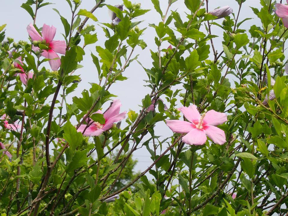 ムクゲ写真2-1 .jpg