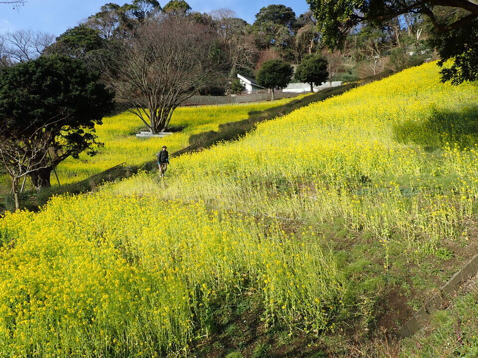 ⑨20.2.27.菜の花畑.jpg