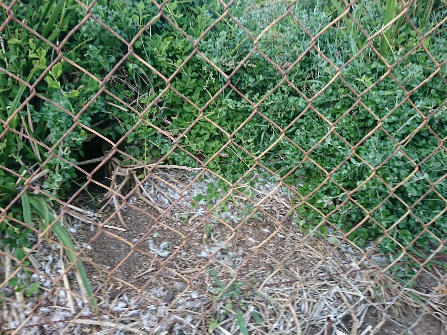 写真② フェアリーペンギンの巣.jpg