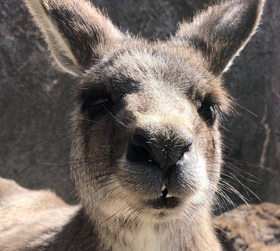 キクラゲ アップ.jpg