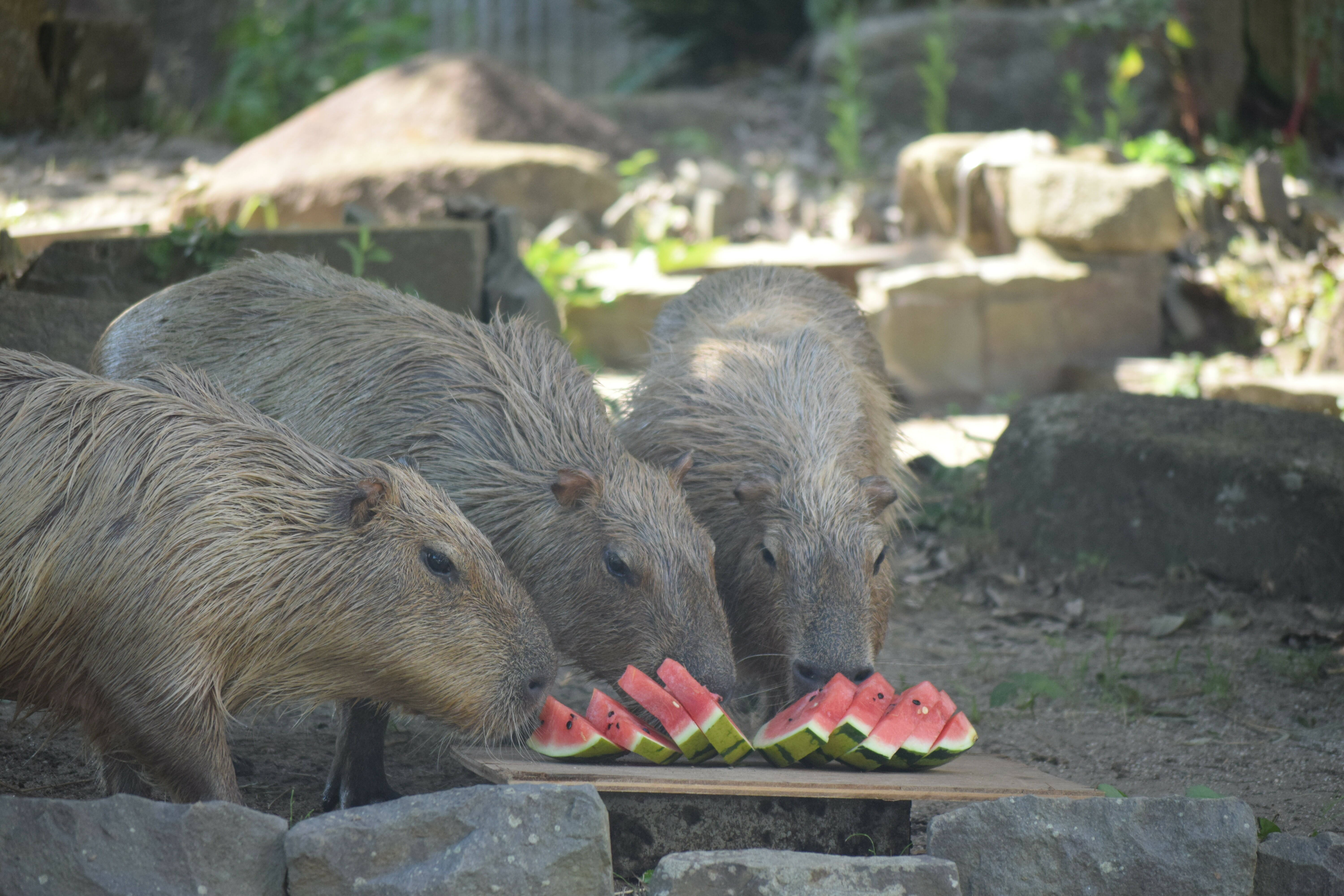 6 スイカ置く.jpg