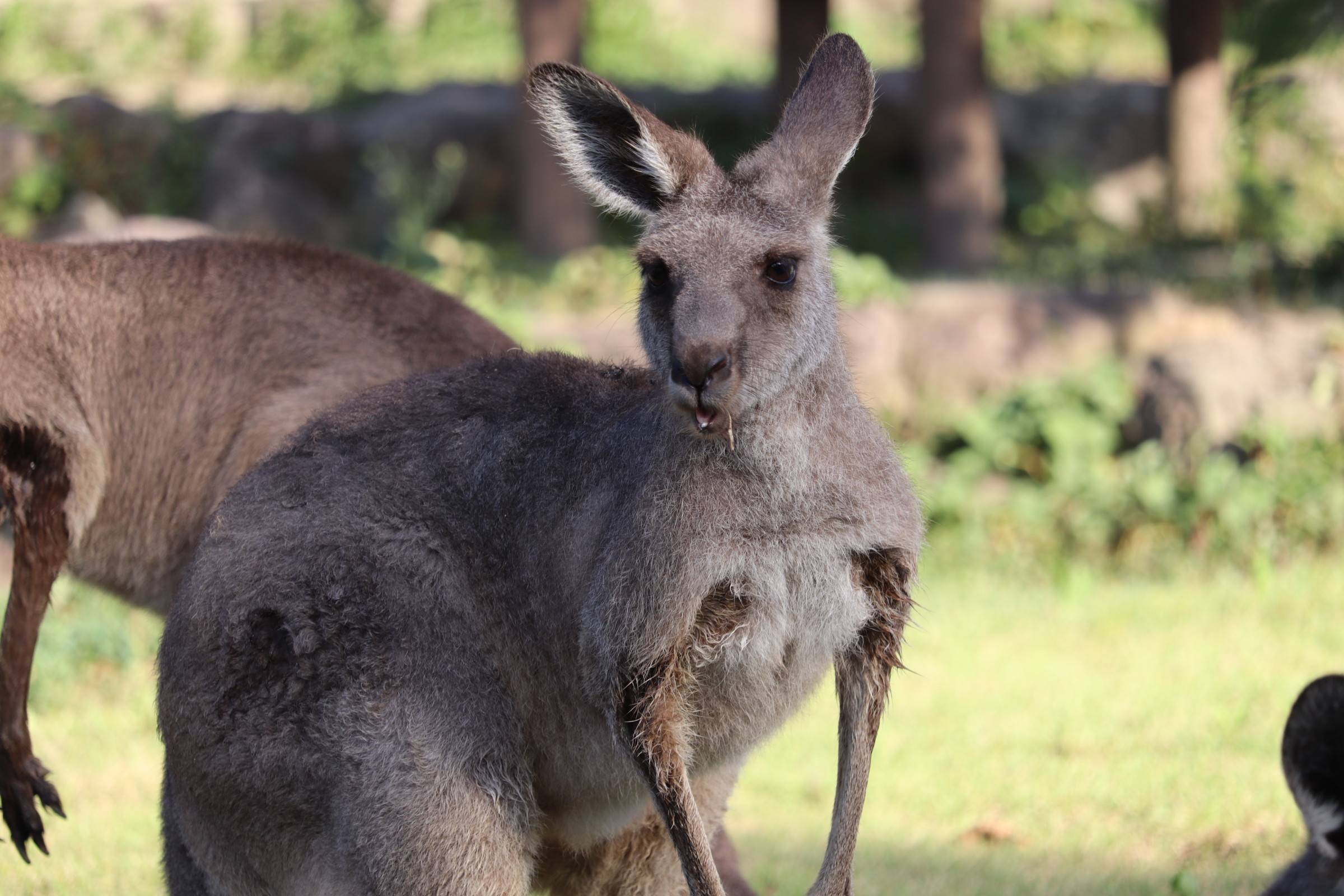 一緒にカンガルーの名前を覚えよう ⑧カエデ編②.jpg