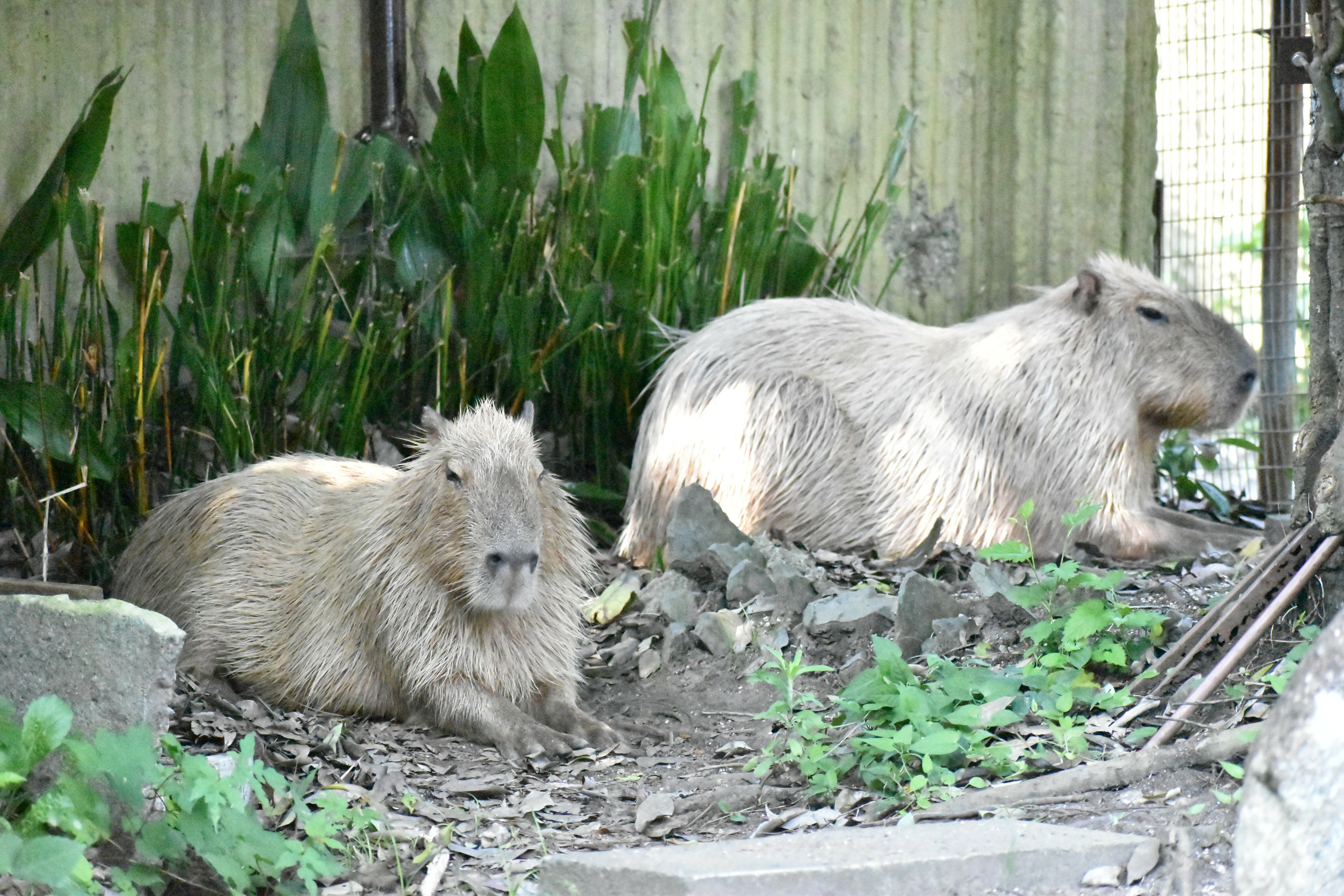2 木陰で休む.jpg