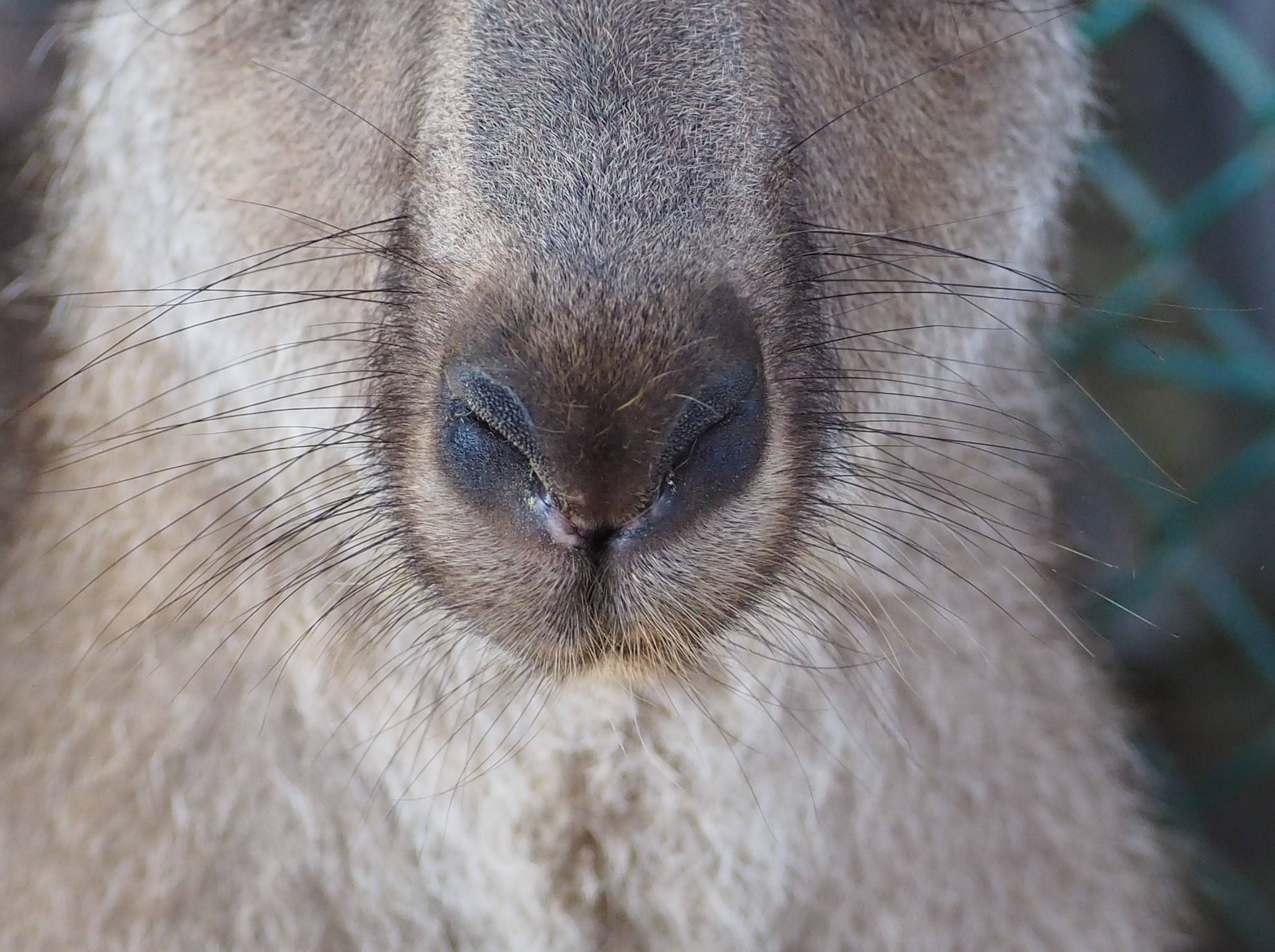 一緒にカンガルーの名前を覚えよう ⑧カエデ編⑤.jpg